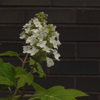 Hydrangea quercifolia Alice