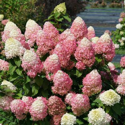 Hydrangea paniculata Quick Fire Fab&reg;