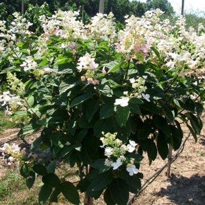 Hydrangea paniculata Pink Diamond