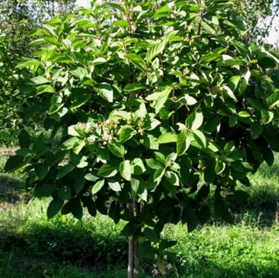 Hydrangea paniculata Tardiva