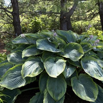 Hosta Shadowland&reg; Wu-La-La