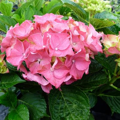 Hydrangea macrophylla Glowing Embers