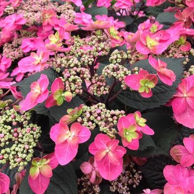 Hydrangea serrata Tuff Stuff&trade; Red