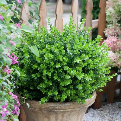 Buxus microphylla Sprinter&reg;