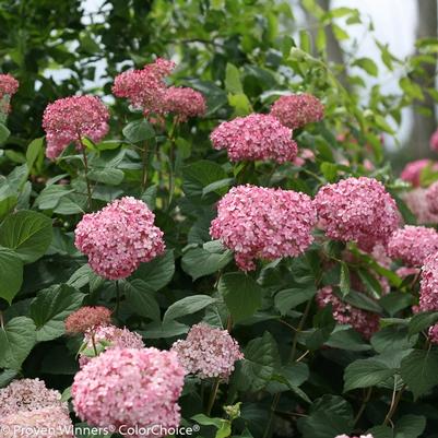 Hydrangea arborescens Invincibelle&reg; Spirit II