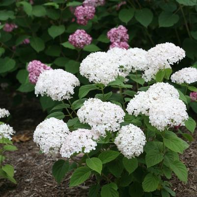 Hydrangea arborescens Invincibelle Wee White&reg; 