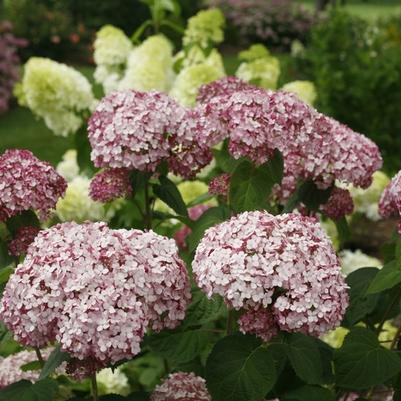 Hydrangea arborescens Incrediball&reg; Blush