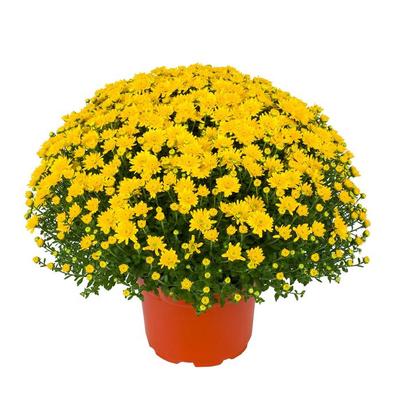 Chrysanthemum x morifolium Beverly&trade; Gold