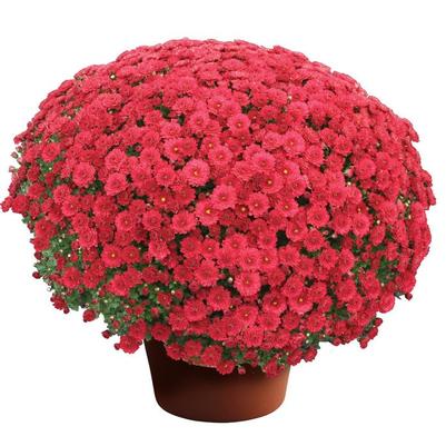 Chrysanthemum x morifolium Danielle&trade; Red