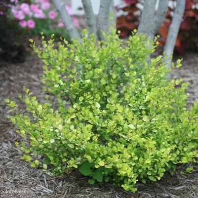 Betula x plettkei Cesky Gold&reg;