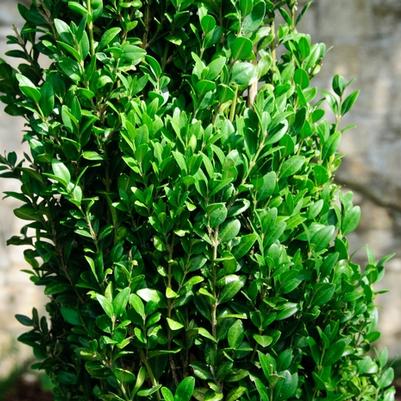 Buxus sempervirens Graham Blandy