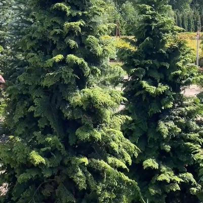 Chamaecypris obtusa Kosteri Fast Form