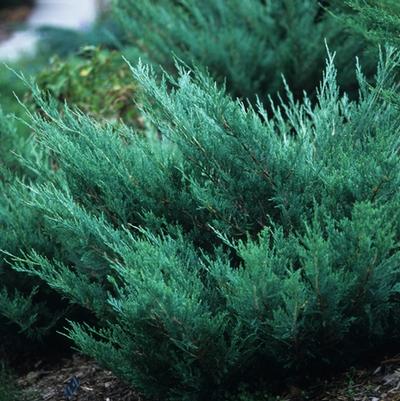 Juniperus horizontalis Hughes