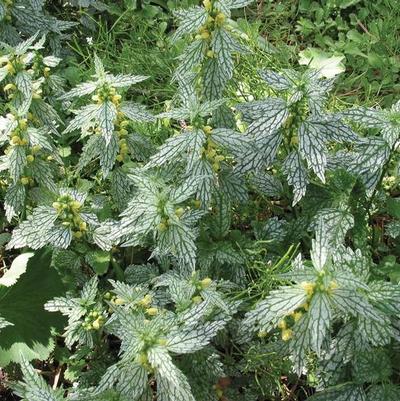 Lamiastrum galeobdolon Herman's Pride