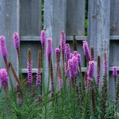 Liatris spicata 