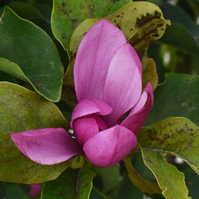 Magnolia liliflora x stellata Jane