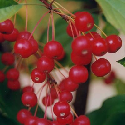 Malus Red Jewel&trade;