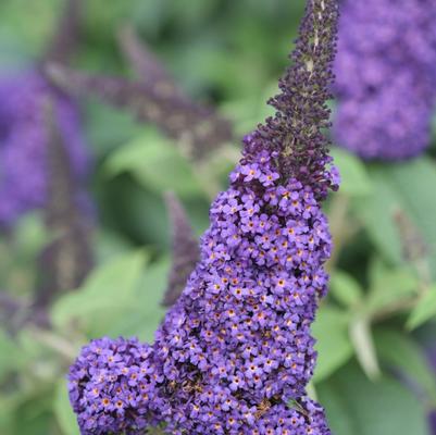 Buddleia Pugster Blue&reg;