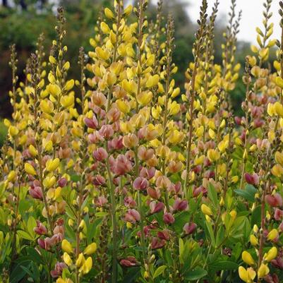 Baptisia Prairieblues&trade; Solar Flare