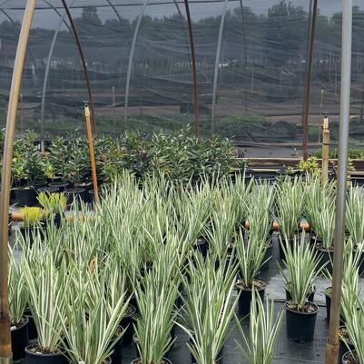 Iris pallida Albo variegata