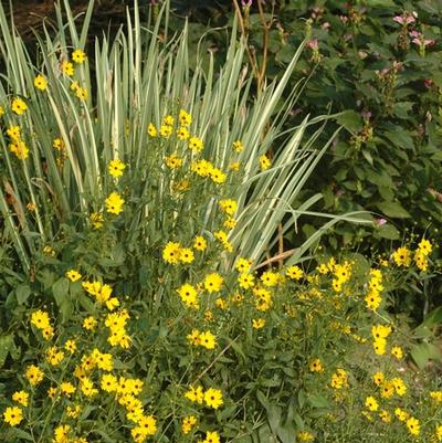 Iris ensata (kaempferi) Variegata