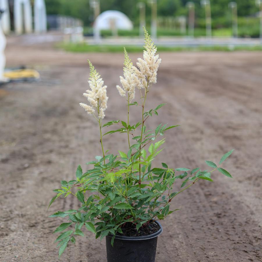 Astilbe x arendsii Gloria