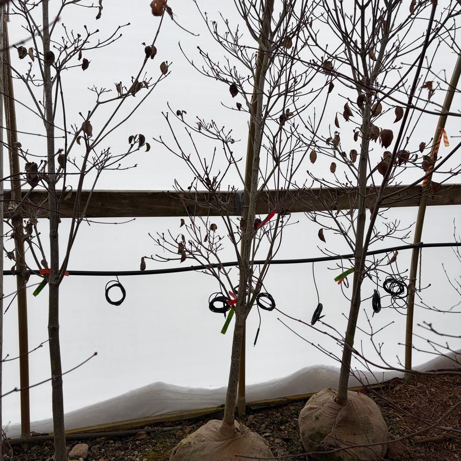 Cornus kousa Venus&reg;