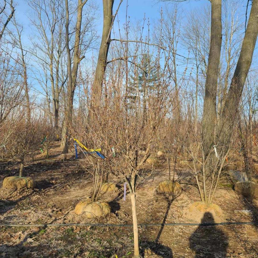 Cornus mas Saffron Sentinel&reg;