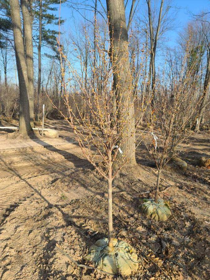 Cornus mas Saffron Sentinel&reg;