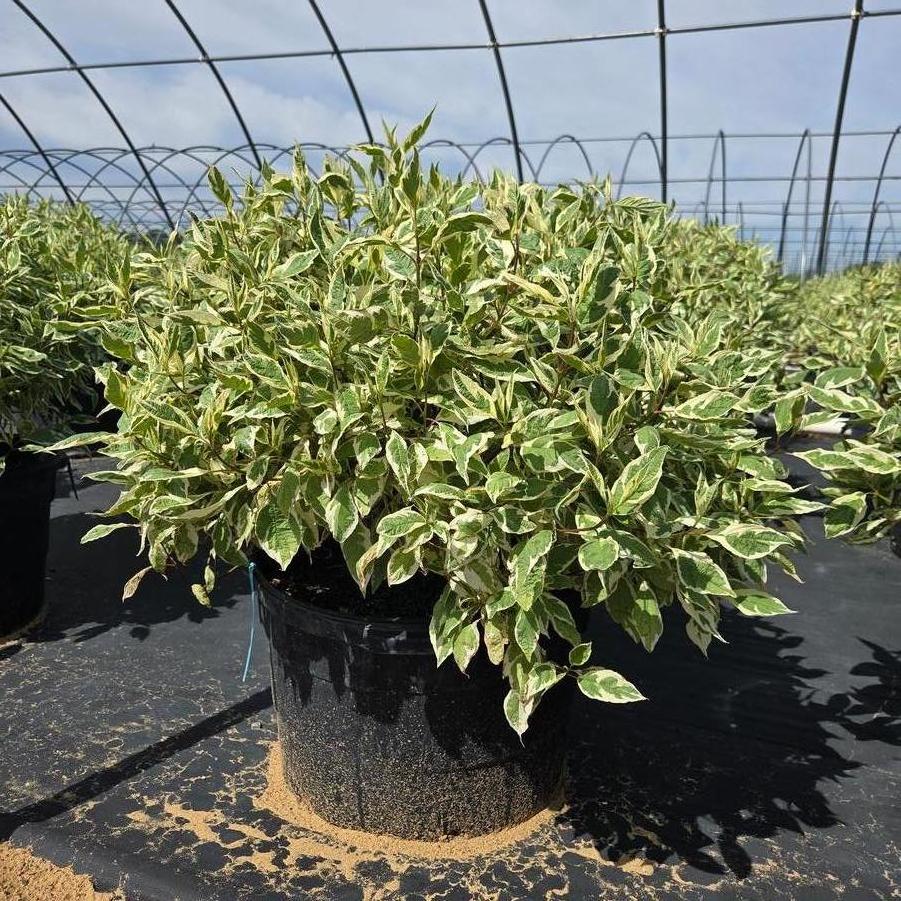 Cornus alba Ivory Halo&reg;
