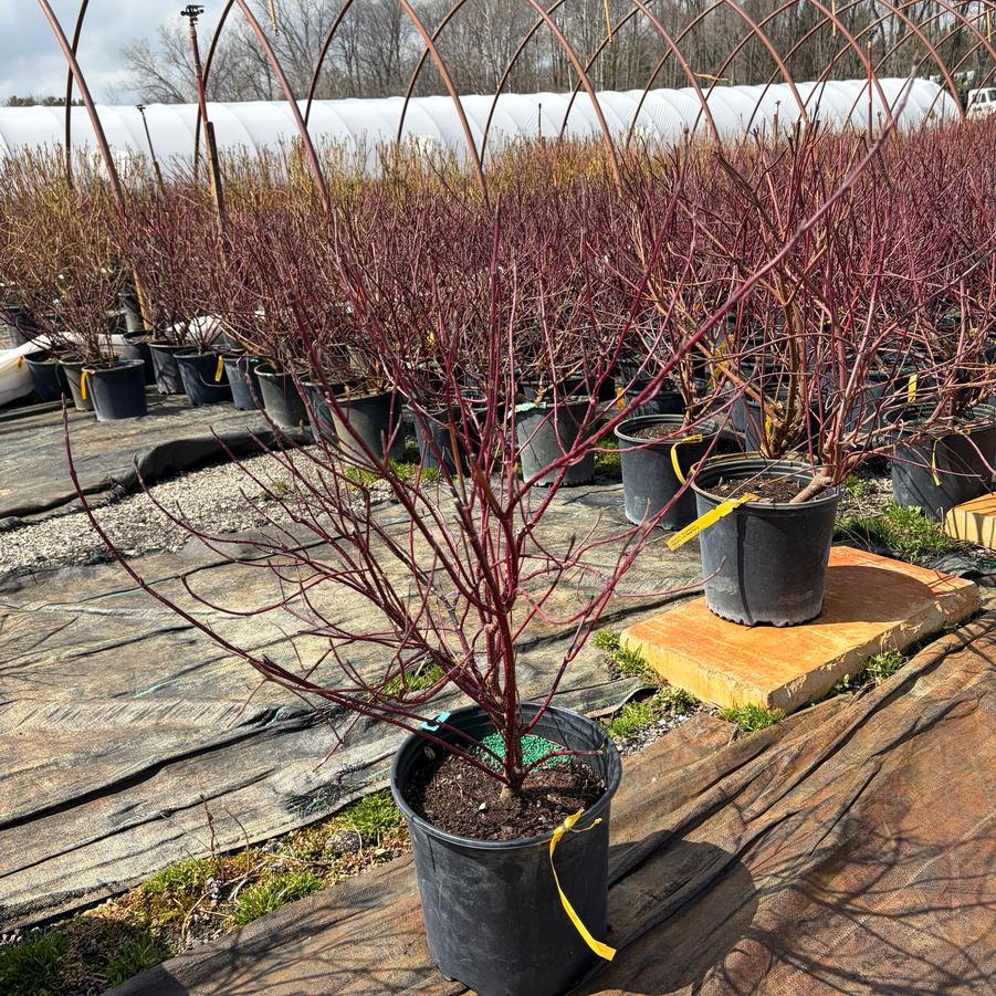 Cornus alba Elegantissima
