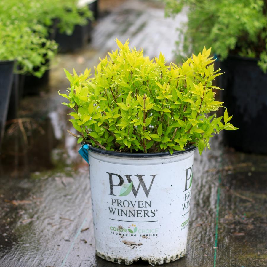 Deutzia gracilis Chardonnay Pearls&reg;