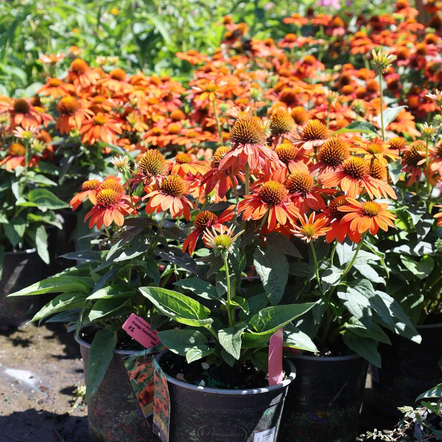 Echinacea Sombrero&reg; Adobe Orange