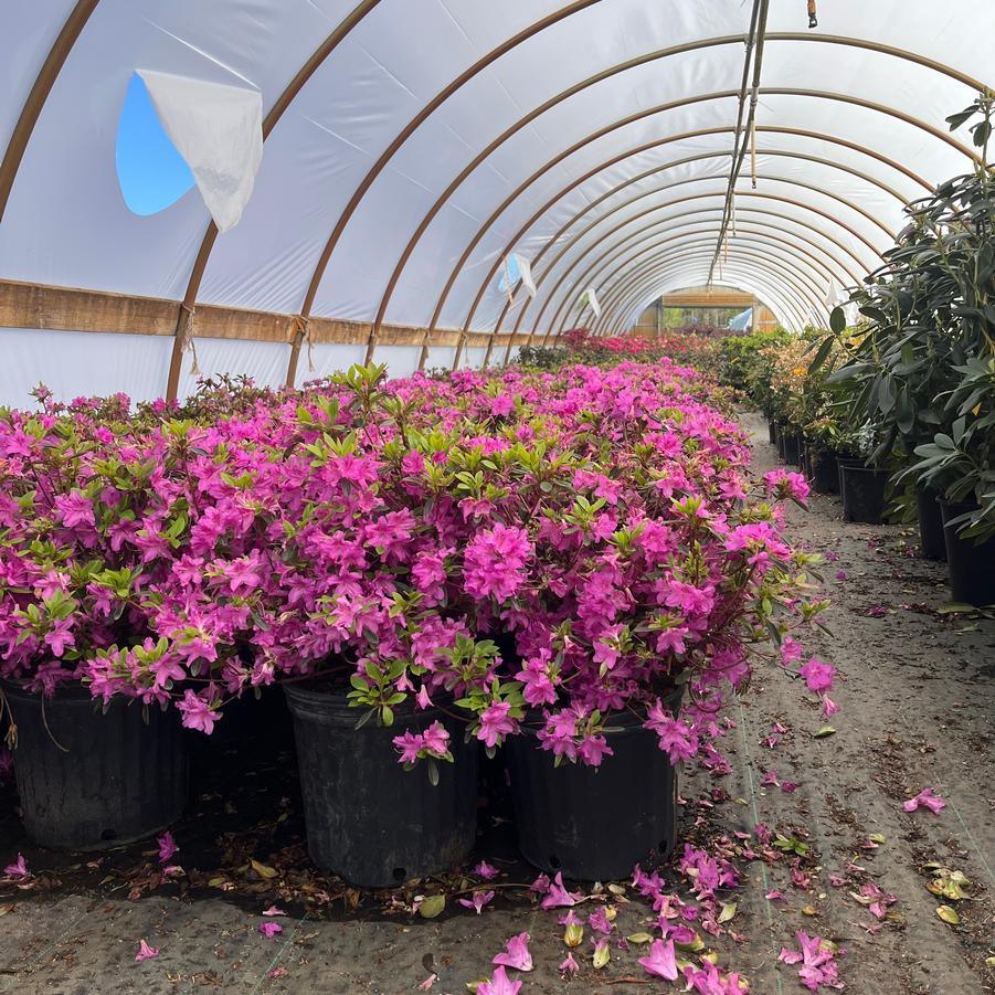 Rhododendron Gable hybrid Karen