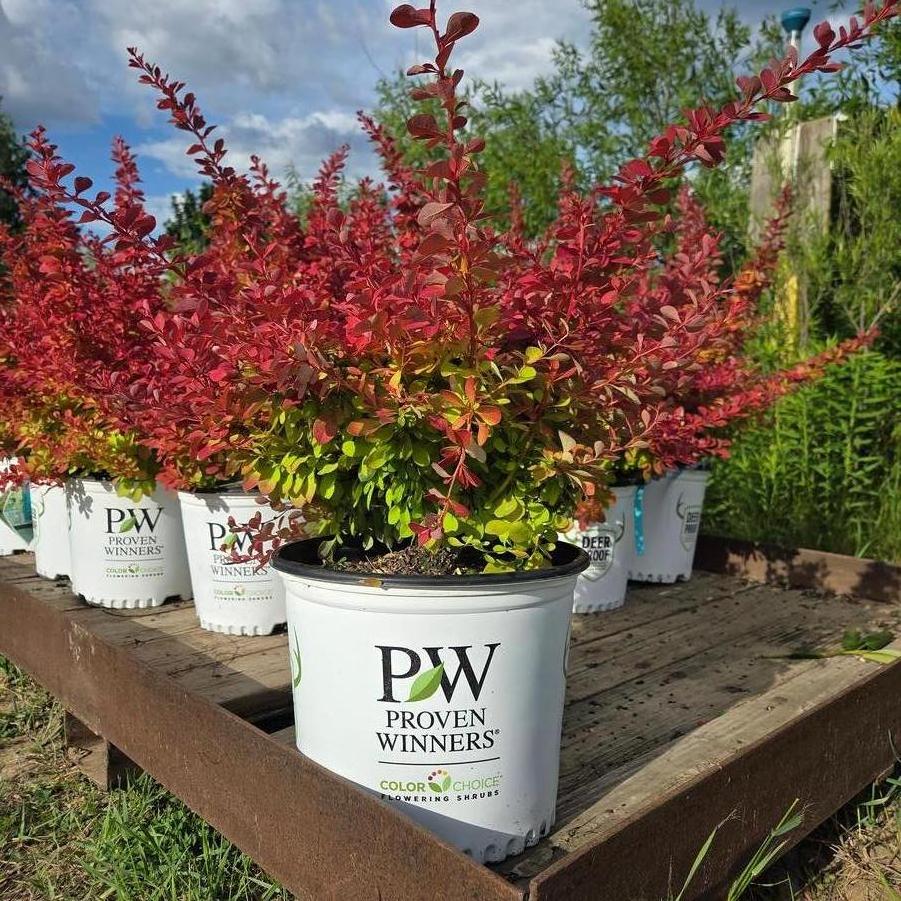 Berberis thunbergii Sunjoy Fast Neo&reg;