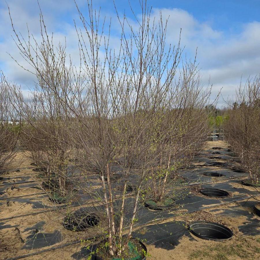 Betula nigra Heritage&reg;