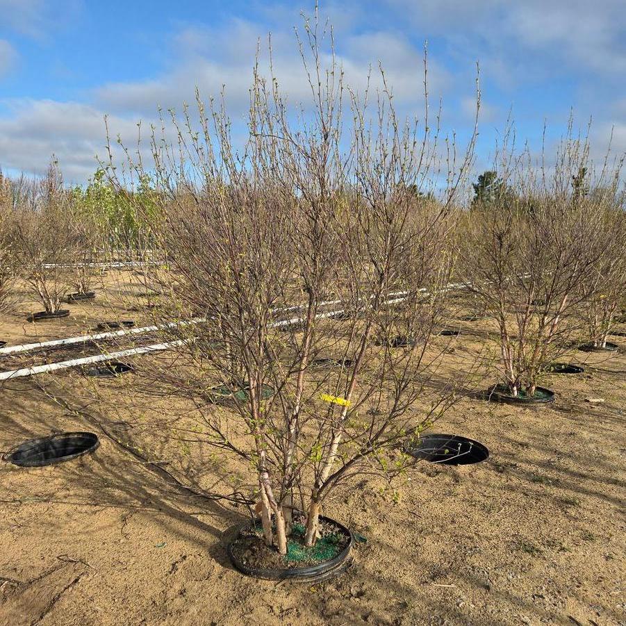 Betula nigra Heritage&reg;