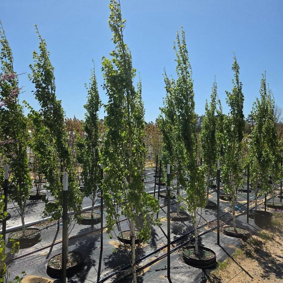 Betula platyphylla Parkland Pillar&reg;