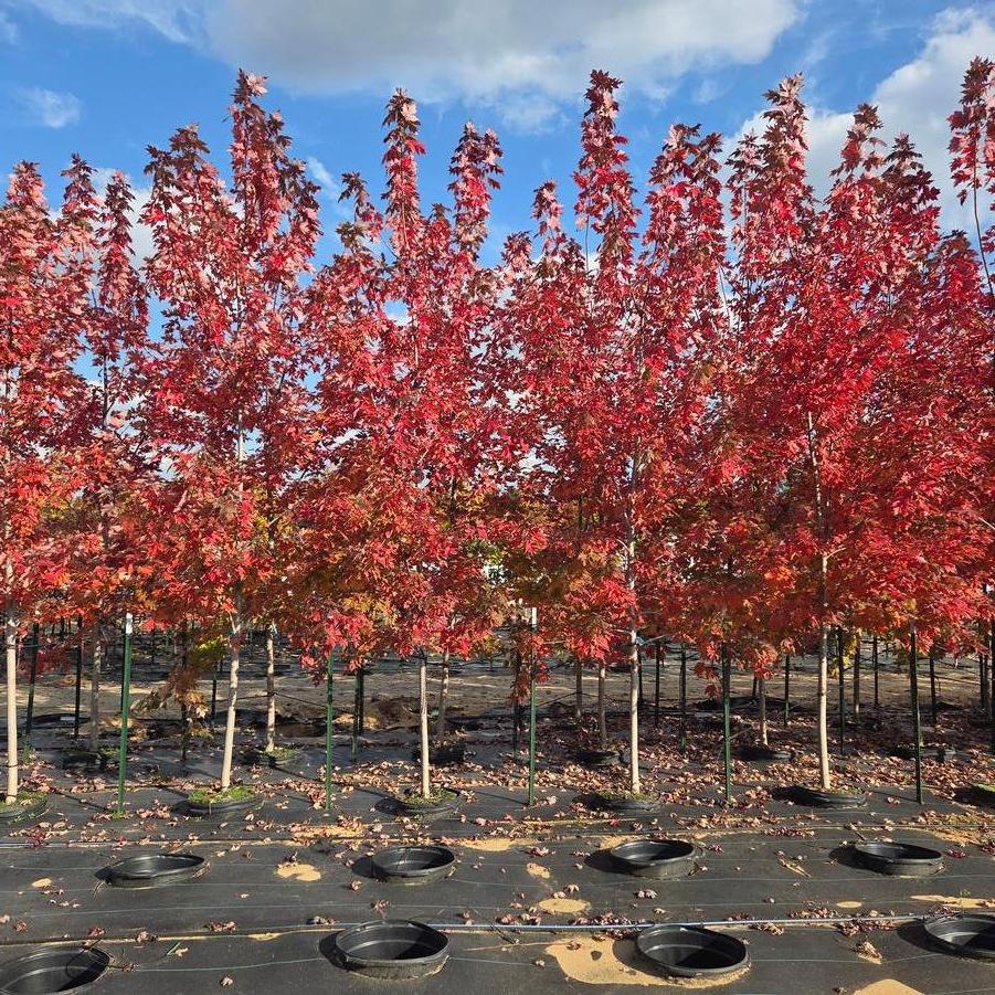 Acer x freemanii Autumn Blaze&reg;