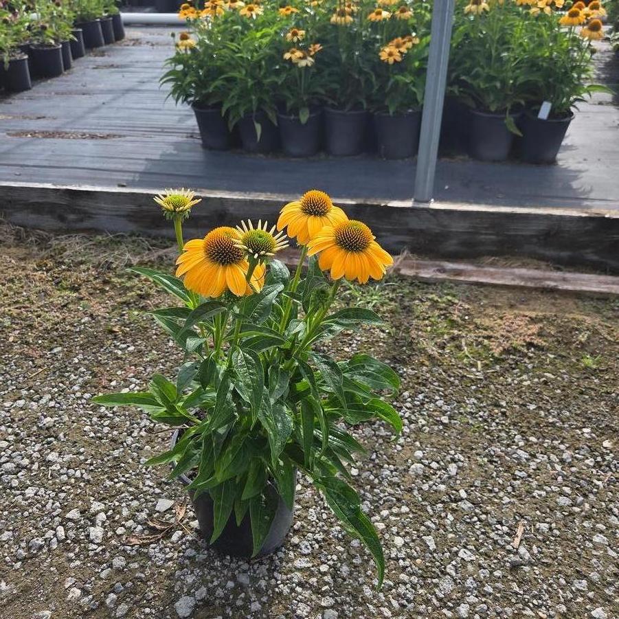 Echinacea Sombrero&reg; Granada Gold