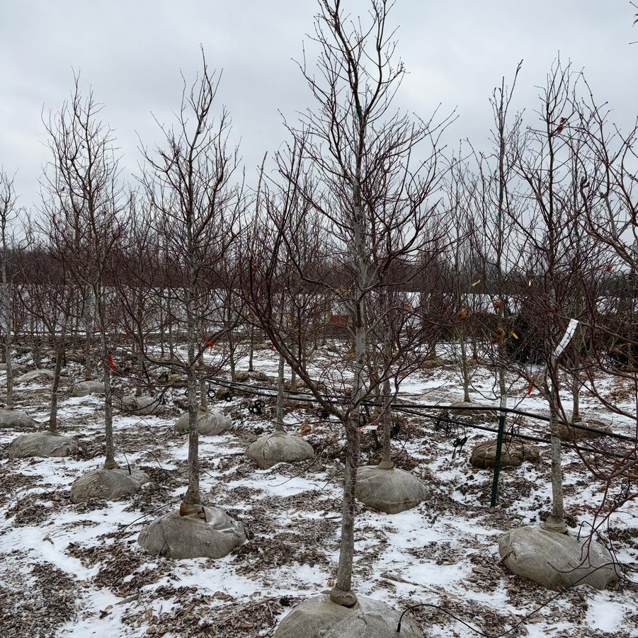 Acer palmatum var. atropurpureum Bloodgood