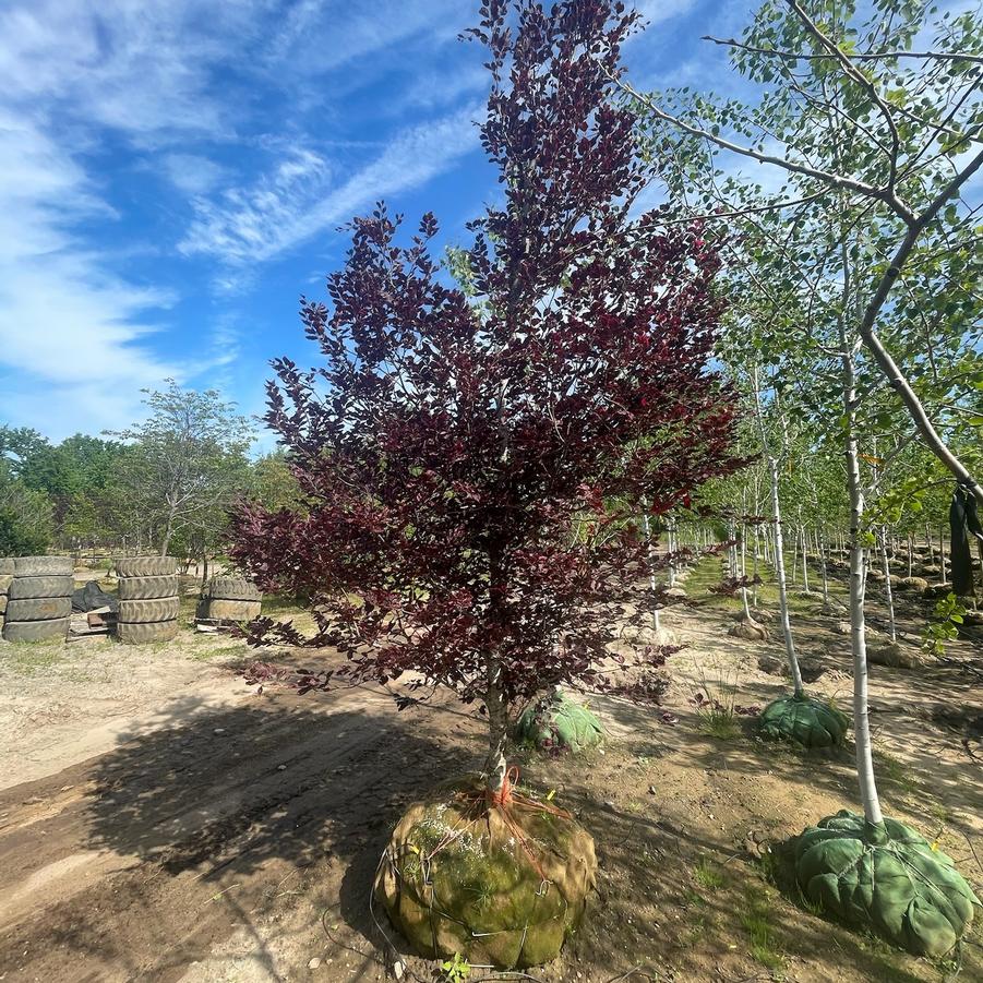 Fagus sylvatica Roseomarginata