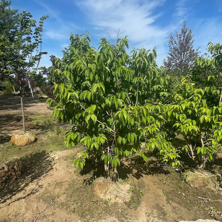 Heptacodium miconioides 