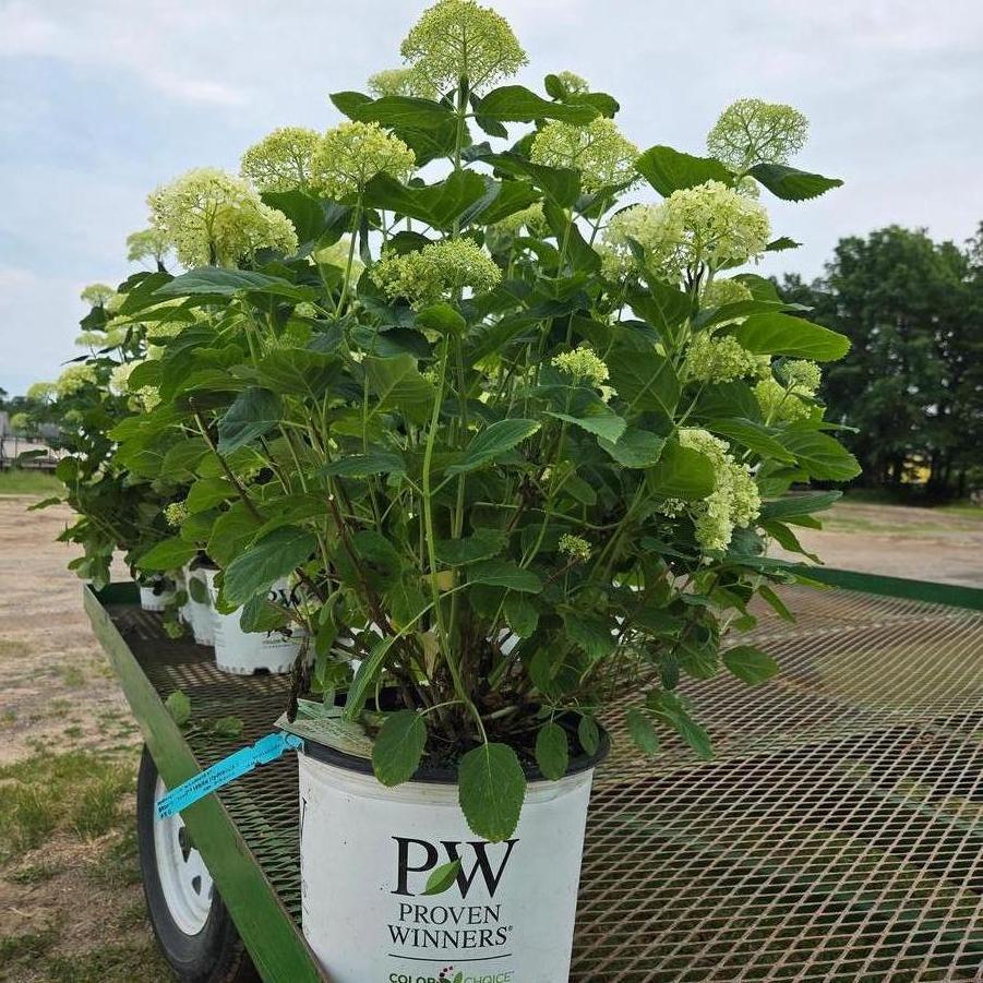 Hydrangea arborescens Incrediball&reg;