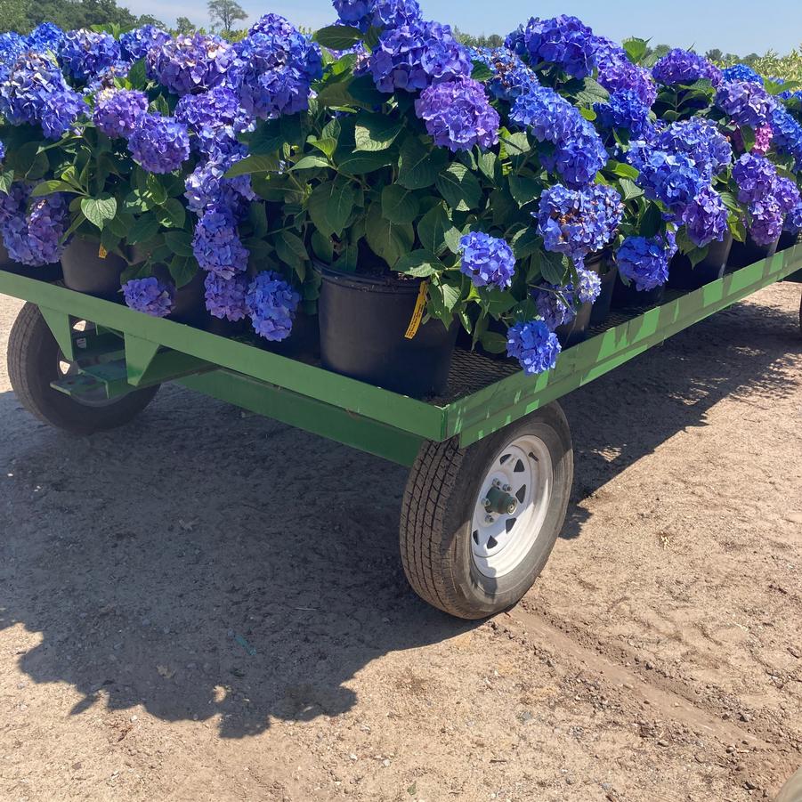 Hydrangea macrophylla Let's Dance&reg; Blue Jangles&reg;