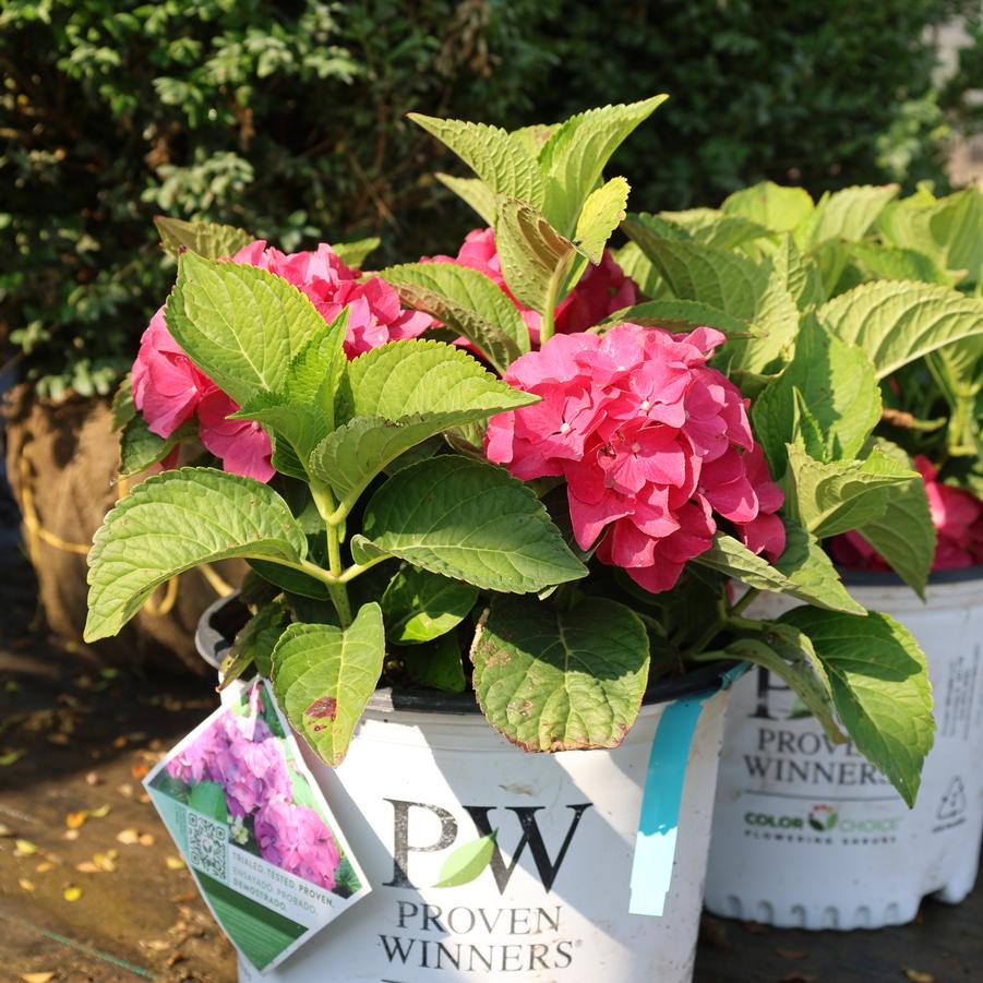 Hydrangea macrophylla Wee Bit Giddy&reg;