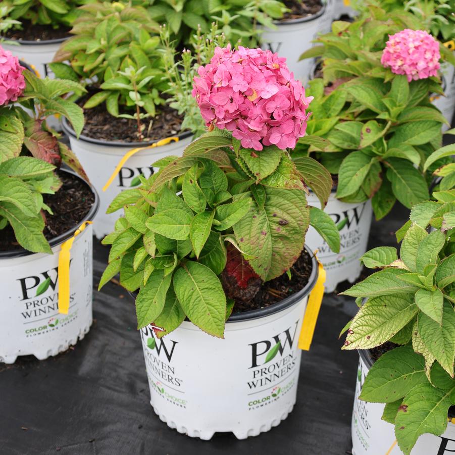 Hydrangea macrophylla Let's Dance&reg; Sky View&reg;