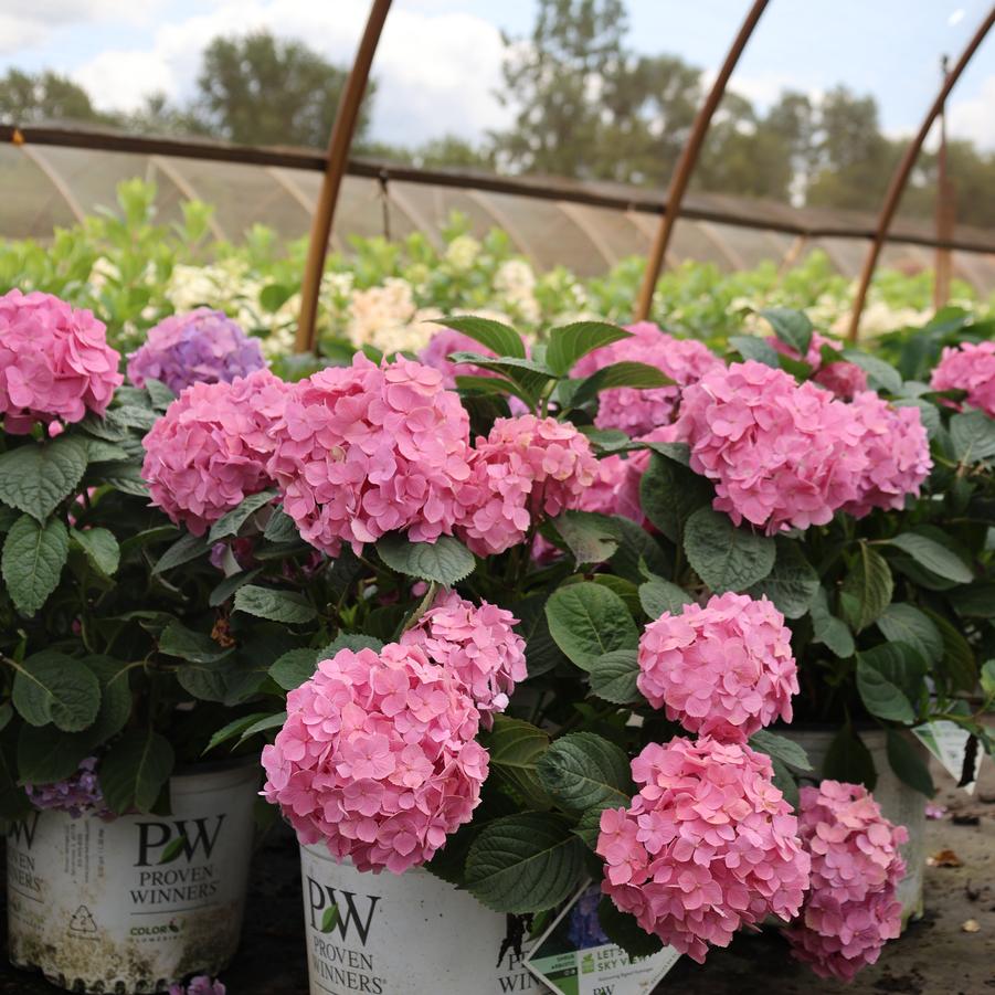 Hydrangea macrophylla Let's Dance&reg; Sky View&reg;