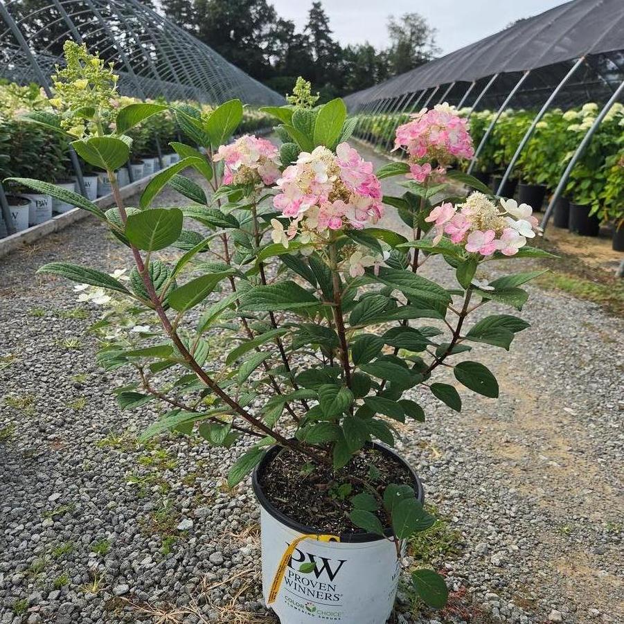 Hydrangea paniculata Little Quick Fire&reg;