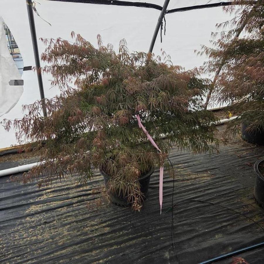 Acer palmatum var. dissectum Red Select